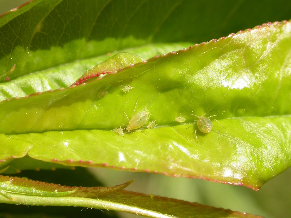 Pfirsbl31_Gruene PfirsichblattlausMU.JPG